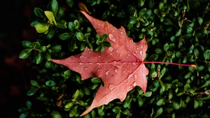 Leaf, Drops, Macro, Nature, 4K wallpaper