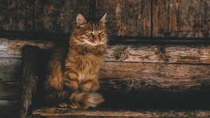 Persian Cat, Cat, Animals, 4K wallpaper