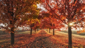 Autumn, Trees, Nature, 4K wallpaper