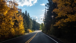 Forest, Road, Landscape, Nature, Trees, 4K wallpaper