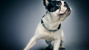 Dogs, Behance, 4K wallpaper