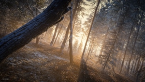 Forest, Evening, Nature, Sunrays, Sunbeam, 4K wallpaper