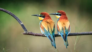 Birds, 4K wallpaper