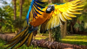Macaw, Parrot, Birds, 4K wallpaper