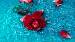 Red Rose, Rose flower, Teal background, Rose Petals, 4K wallpaper