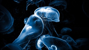 Jellyfishes, AMOLED, Underwater, Deep Sea, Dark background, Bioluminescence, 4K wallpaper