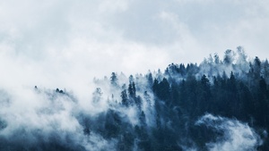 Foggy, Pine trees, Forest, Cloudy Sky, 4K wallpaper