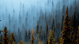 Foggy forest, Pine trees, Daytime, Banff National Park, Canada, 4K wallpaper