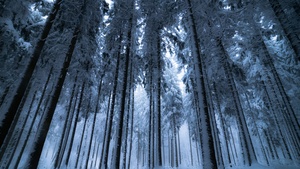 Winter forest, Cold night, Snow covered, Pine trees, 4K wallpaper