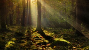 Forest, Light, Trees, Poland, 4K wallpaper