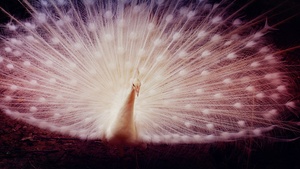 Girly backgrounds, Peafowl, 4K wallpaper