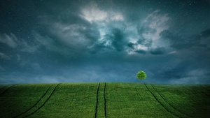Landscape, Lone tree, Starry sky, Cloudy Sky, Green Fields, 4K wallpaper