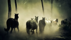 Horses, Herd, 4K wallpaper