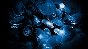 Jellyfishes, Deep Sea, Underwater, Dark background, Dark aesthetic, Bioluminescence, 4K wallpaper