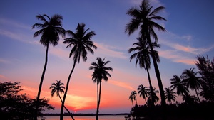 Palm trees, Sunset, Silhouette, Scenery, Dusk, 4K wallpaper