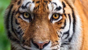 Amur tiger, Closeup, Siberian tiger, 4K wallpaper