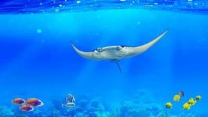 Underwater, Fishes, Coral reef, Blue background, 4K wallpaper