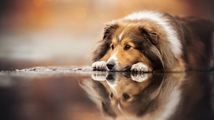 Breed Dog, Sad dog, Sad face, 4K wallpaper