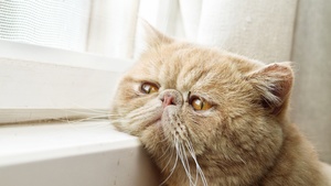 Exotic Shorthair, Sad cat, Sad animals, Sad face, 4K wallpaper
