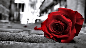 Red Rose, Monochrome background, Sad mood, Black and White, 4K wallpaper