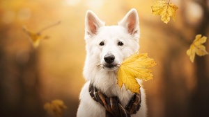 Breed Dog, White Dog, Autumn, 4K wallpaper