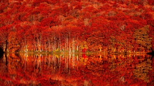 Autumn colors, Autumn Forest, Fall Foliage, Lake, Reflection, Autumn foliage, 4K wallpaper