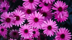Daisy flowers, Pink flowers, Pink Daisies, Pink background, 4K wallpaper