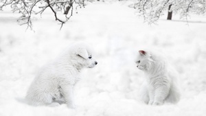 Cute dog, Cute Cat, Cute puppies, Sad dog, Sad cat, Exotic Shorthair, Winter snow, 4K wallpaper