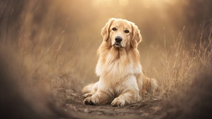Golden Retriever, Pet dog, 4K wallpaper