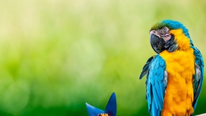 Macaw, Parrot, Green background, Blue flower, 4K wallpaper