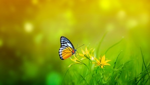 Butterfly, Spring, Bokeh, Green background, Pollination, Yellow flowers, 4K wallpaper