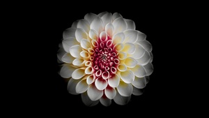 Black background, Dahlia flower, AMOLED, 4K wallpaper