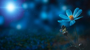 Blue flower, Pollination, Butterfly, Bokeh, Sunlight, Blue light, 4K wallpaper