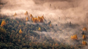 Autumn Forest, Morning light, Aerial view, Mist, 4K wallpaper