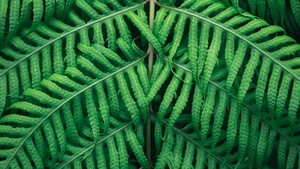 Green leaves, Tree Branches, Green background, Pattern, 4K wallpaper