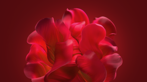 Windows 11, Bloom collection, Red background, Red abstract, Red aesthetic, 4K wallpaper