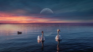 Swans, Lake, Birds, Sunset, Moon, Horizon, 4K wallpaper