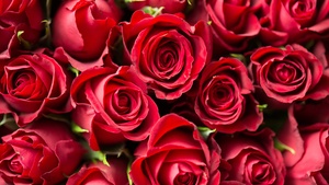 Red Roses, Red flowers, Rose flowers, 4K wallpaper