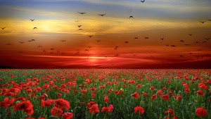 Poppy flowers, Sunset, Clouds, Birds, Landscape, Countryside, 4K wallpaper