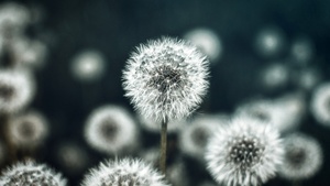 Dandelion flower, Flower garden, Spring, Bokeh Background, 4K wallpaper