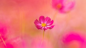 Cosmos flowers, Pink flower, Spring, Blossom, Pink background, 4K wallpaper