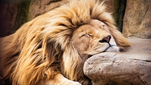 Lion, Sleeping Lion, African Lion, 4K wallpaper