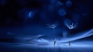 Dandelion flowers, Water drops, Macro, Bokeh Background, Blue background, 4K wallpaper