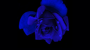 Blue rose, Rose flower, Black background, AMOLED, 4K wallpaper