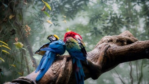 Macaw birds, Bird Couple, Tree Branch, Forest, 4K wallpaper