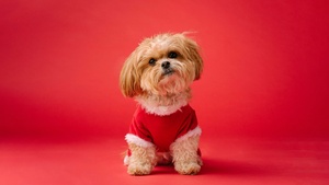 Cute dog, Red aesthetic, Red background, Breed Dog, 4K wallpaper