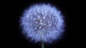 Dandelion flower, Black background, AMOLED, 4K wallpaper