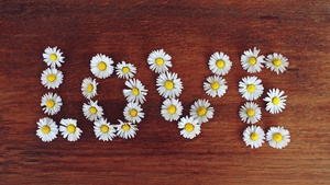 Love word, Daisy flowers, Typography, Wooden background, 4K wallpaper