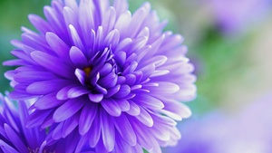 Violet flowers, Bokeh Background, Bloom, Blossom, 4K wallpaper