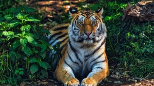 Bengal Tiger, Forest, Predator, Jungle, Wild Cat, 4K wallpaper
